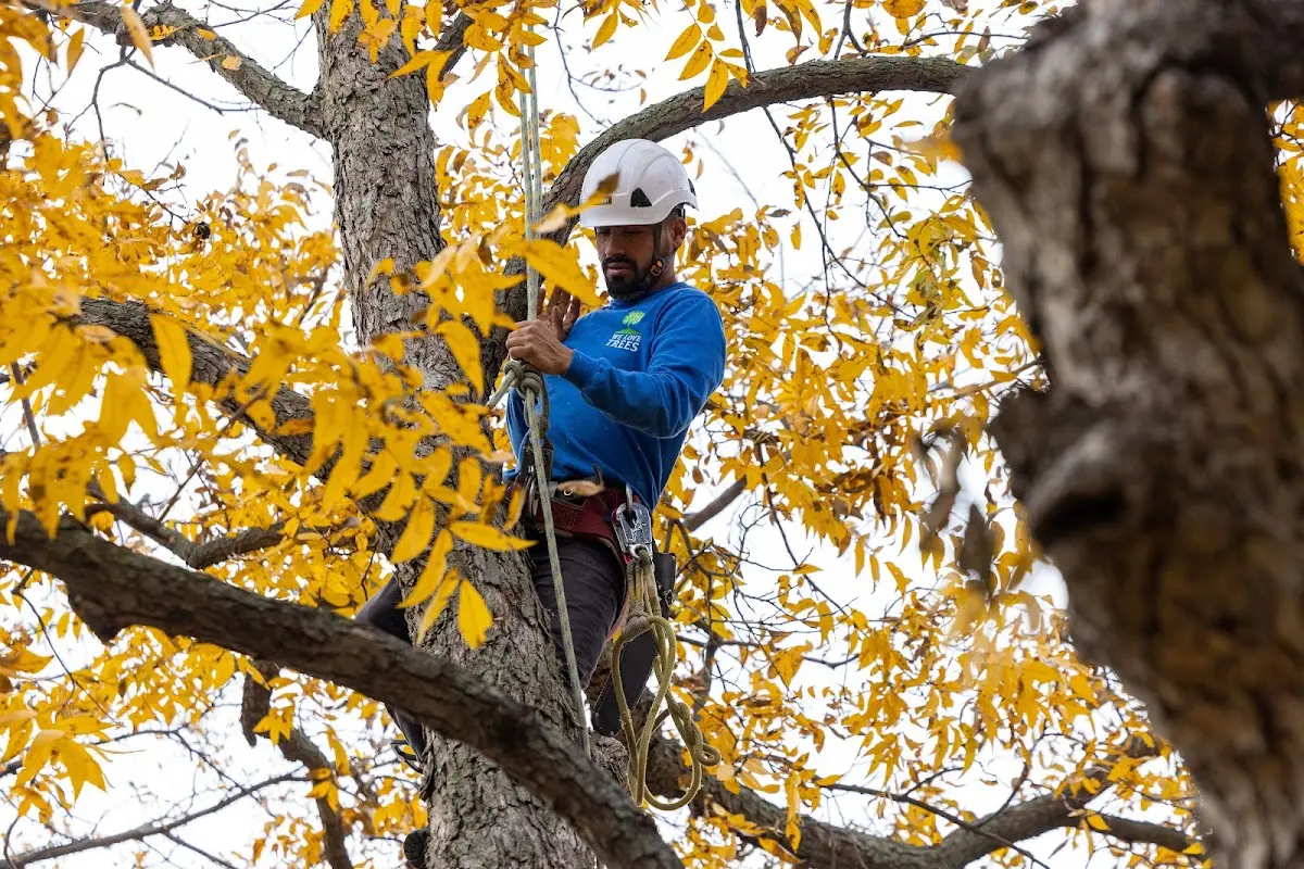 Skilled Arborist Consultation crew working in Elmwood Park