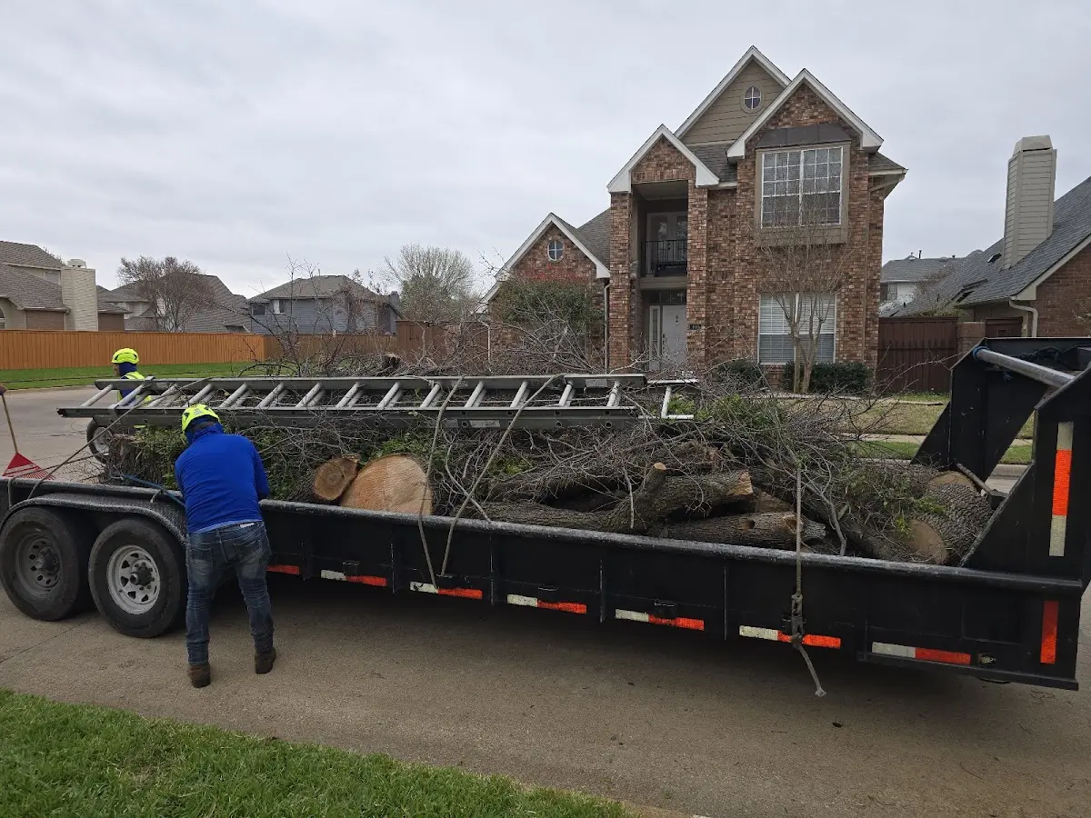 Expert Deadwooding with proper safety equipment in Elmwood Park